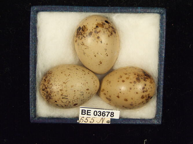 Three bird eggs in box with specimen labels.