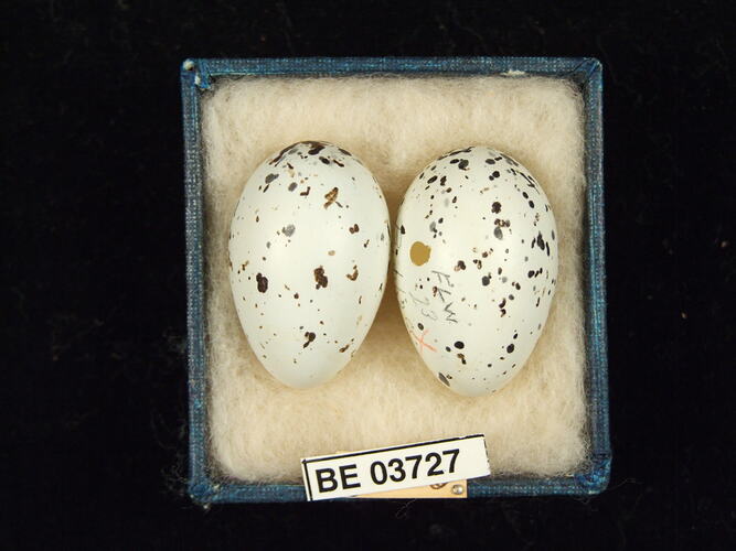Two bird eggs in box with specimen labels.