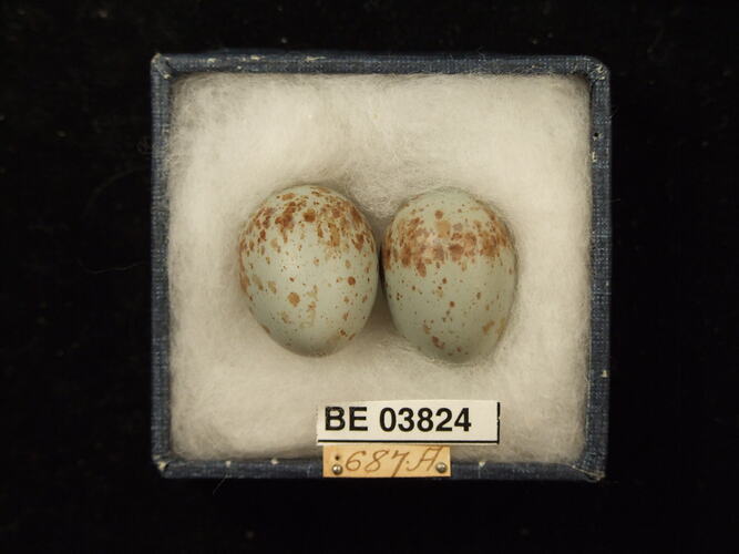 Two bird eggs in box with specimen labels.