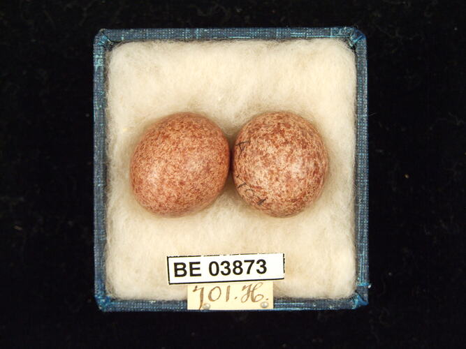 Two bird eggs in box with specimen labels.