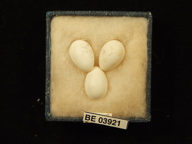 Three bird eggs in box with specimen labels.