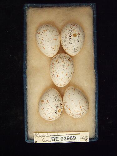 Five bird eggs in box with specimen labels.