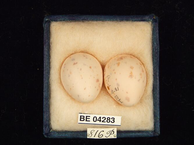 Two bird eggs in box with specimen labels.