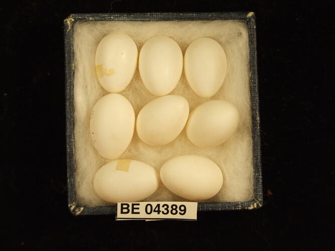 Eight bird eggs in box with specimen labels.