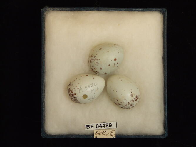 Three bird eggs with specimen labels in box.