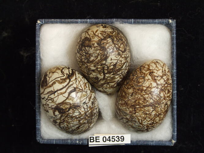 Three bird eggs with specimen labels in box.
