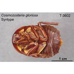 Cockroach specimen, ventral view.