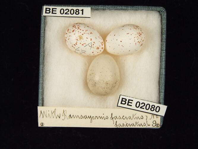 Three bird eggs with specimen labels in box.