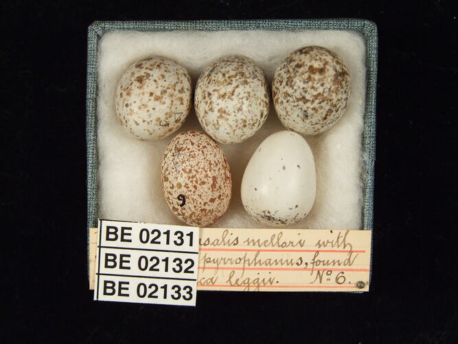 Five bird eggs with specimen labels in box.