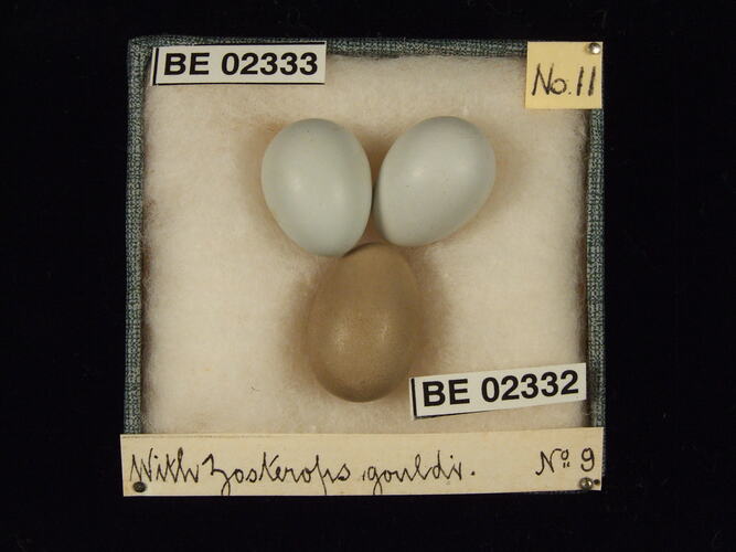 Three bird eggs with specimen labels in box.
