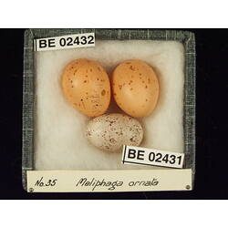 <em>Lichenostomus ornatus</em>