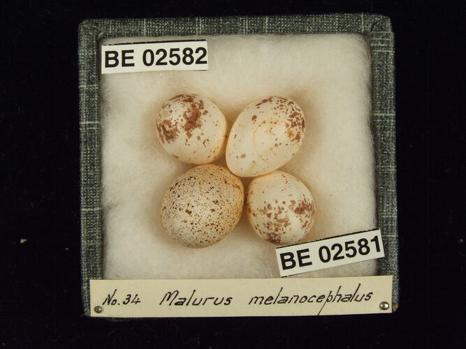 Four bird eggs with specimen labels in box.