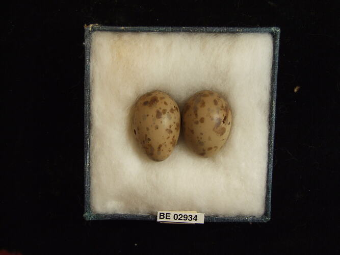 Two bird eggs with specimen label in box.