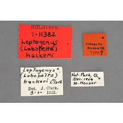 Entomology type specimen labels.