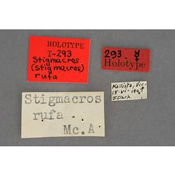 Entomology type specimen labels.