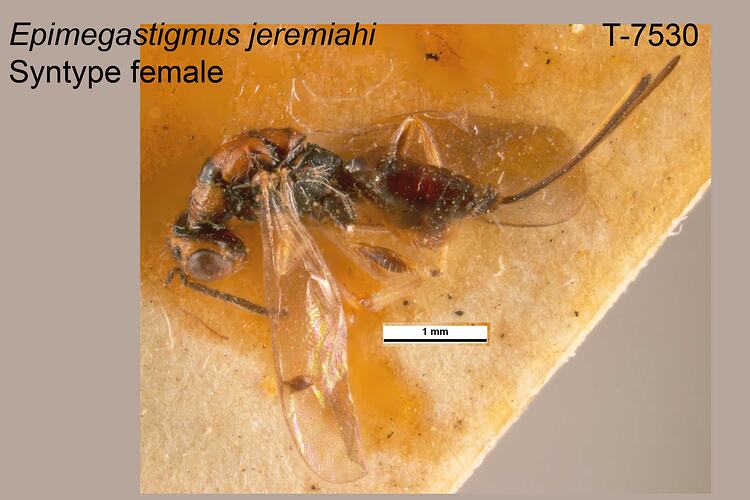 Wasp specimen, female, lateral view.