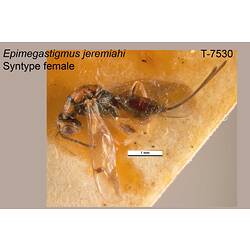 Wasp specimen, female, lateral view.