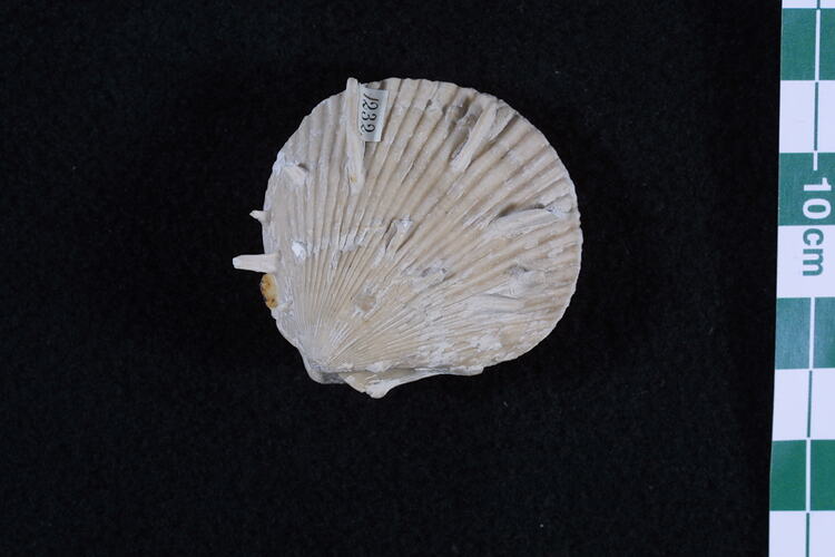 <em>Spondylus spinosus</em>, fossil bivalve.  Registration no. P 91218.