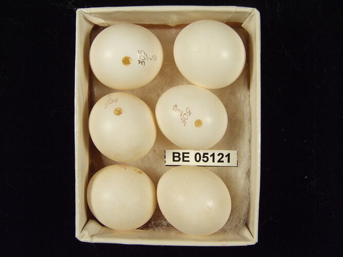 Six bird eggs with specimen label in box.