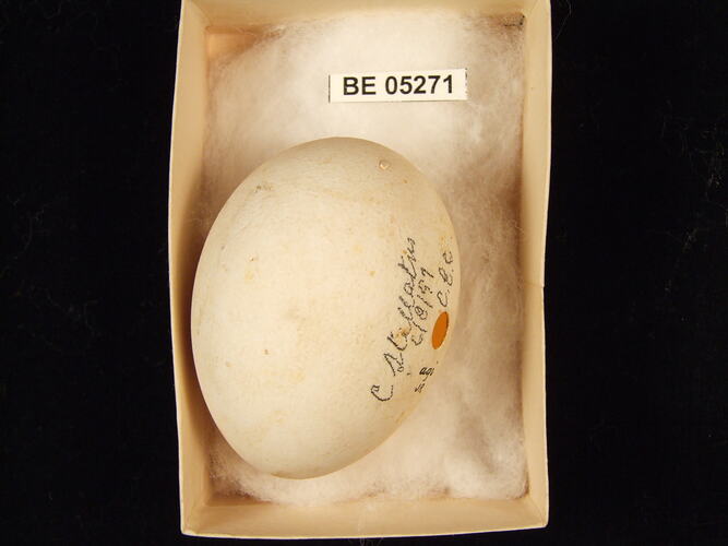 Bird egg with specimen label in box.