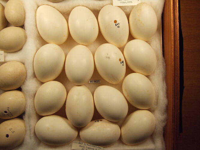 Close up of fifteen bird eggs.
