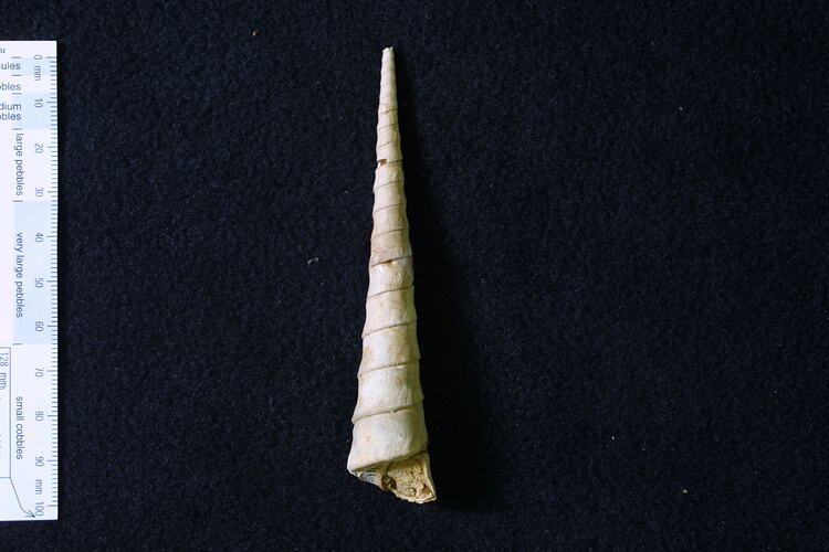 Tall-spired fossil gastropod shell beside scale bar.