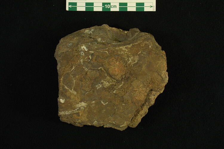 <em>Fenestella</em> sp., bryozoan fossil.  Registration no. P 120918.