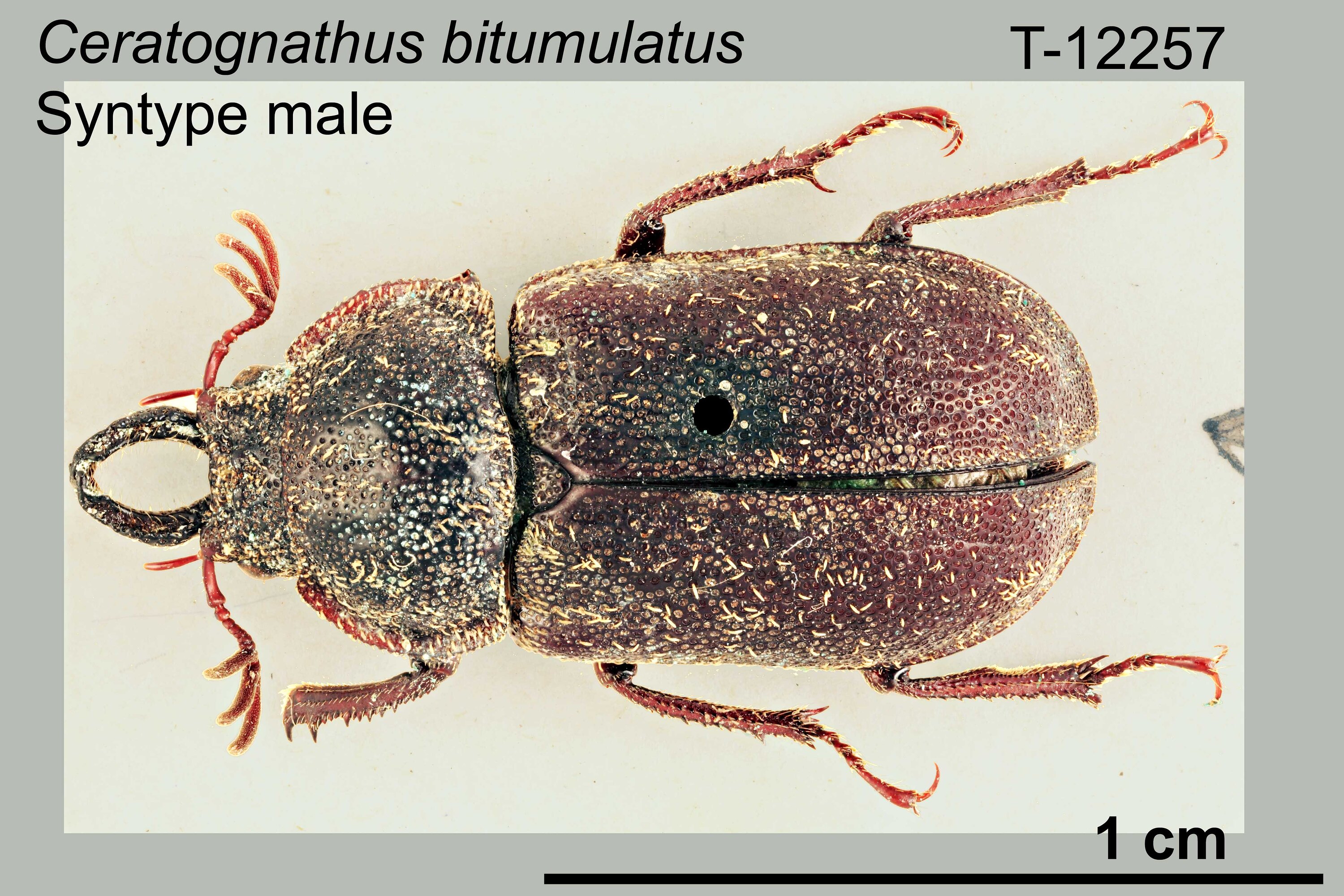 Ceratognathus bitumulatus Carter, 1925