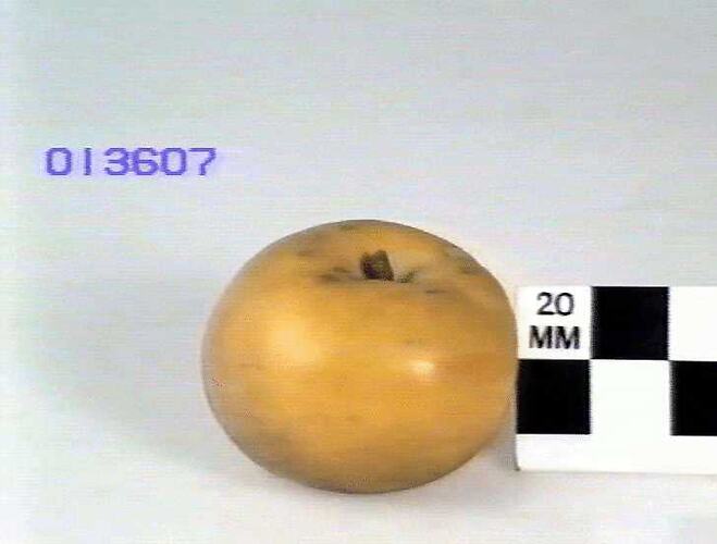 Apple Model, Uellner's Gold Reinette