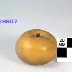 Apple Model - Uellner's Gold Reinette, Burnley, 1874
