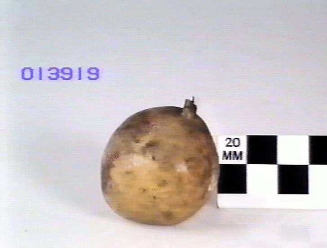 Pear Model - Huyshe's Victoria, Hazelglen, Victoria, 1875