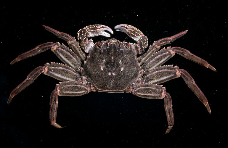 Dorsal view of crab specimen.
