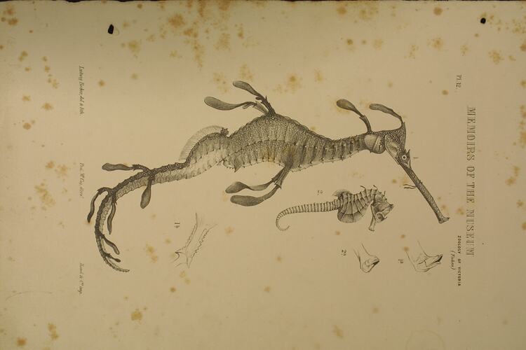Lithographic print in black ink of a seadragon and a seahorse.