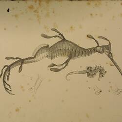Lithographic print in black ink of a seadragon and a seahorse.