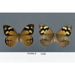 Two orange butterfly specimens beside each other, one in dorsal, one in ventral view.