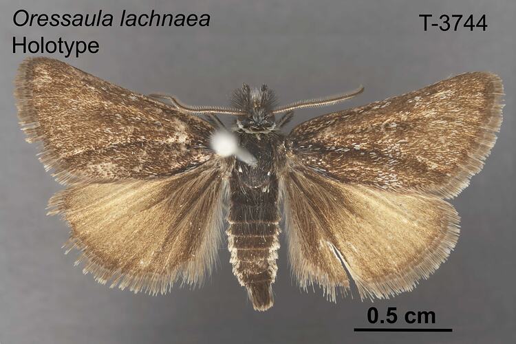 Moth specimen, dorsal view.