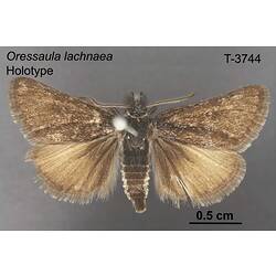 Moth specimen, dorsal view.