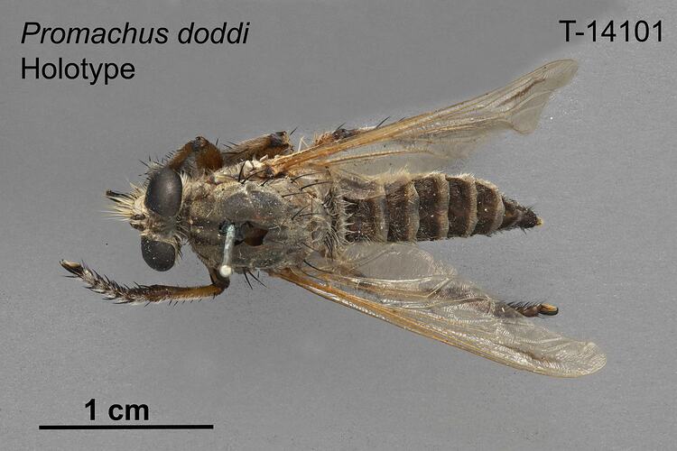 Fly specimen, dorsal view.