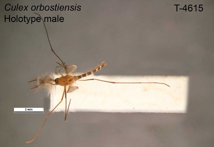 Mosquito specimen, male, dorsal view.
