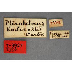 Handwritten specimen labels.