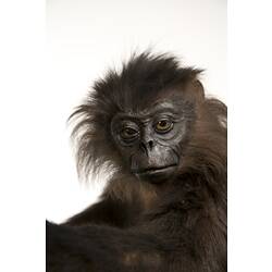 Silverd Leaf Monkey specimen, detail of face.