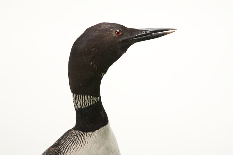 Side view of head of a black and white loon specimen.
