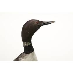 Side view of head of a black and white loon specimen.