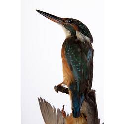 Taxidermied Kingfisher specimen.