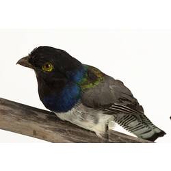 Bird with blue, black, green, grey and white feathers mounted on branch.