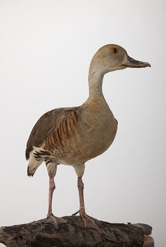 <em>Dendrocygna eytoni</em>, Plumed Whistling-Duck, mount.  Registration no. B 32805.