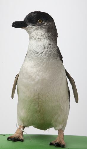 Front view of penguin specimen mounted on green board.
