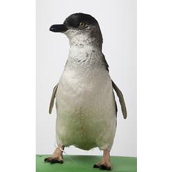 Front view of penguin specimen mounted on green board.