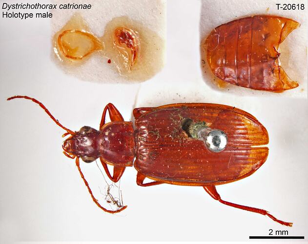 Beetle specimen, dorsal view.