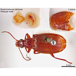 Beetle specimen, dorsal view.